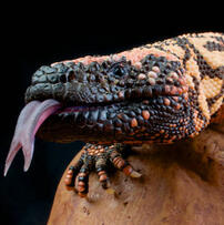 A picture of a gila monster with its tongue out